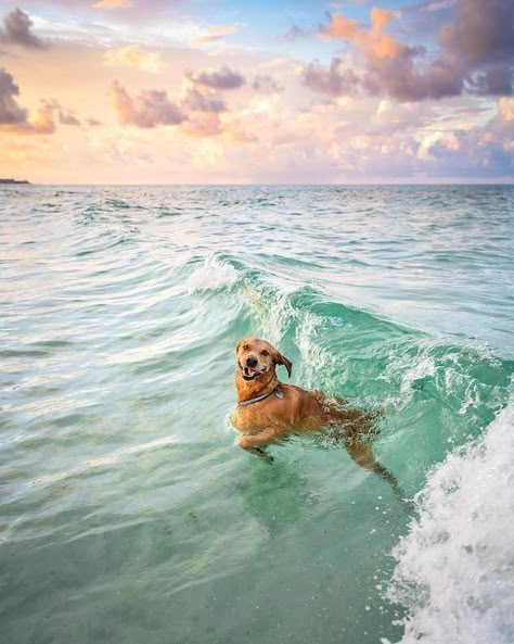 Cute Dogs Images, Cute Dog Photos, Cute Animals Puppies, Very Cute Dogs, Really Cute Dogs, Ocean Water, Dog Beach, Cute Animal Photos, Animals Images