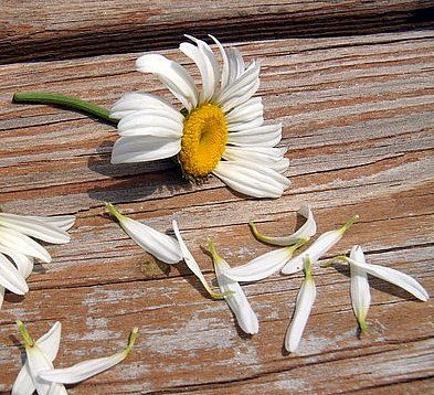 Loves Me Loves Me Not Daisy, He Loves Me He Loves Me Not Flower, Balloons Photography, Daisy Chains, Paper Trail, He Loves Me, Ap Art, Trust The Process, Daisy Chain