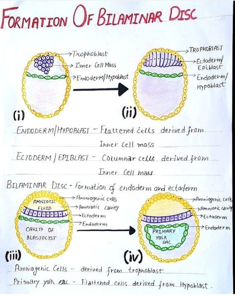 #Formation of germ #Formationof BilaminarGerm Layers #Formation of epiblast and hypoblast #Formation of amnion and chorion #Formation of amniotic cavity #Formation of primary yolksac #Formation of extra embryonic mesoderm and coelom #Human embryology Embryology Notes, Med Notes, Anatomy Notes, Basic Anatomy, Medicine Notes, Jeremy Lin, Basic Anatomy And Physiology, Science Learning, Medical Student Study