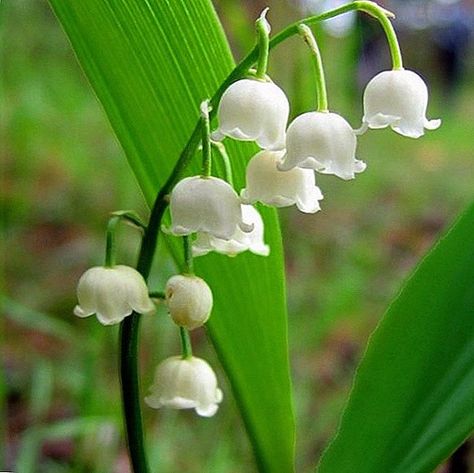 Lili Of The Valley Flowers, Bell Shaped Flowers, Growth And Decay, Custom Planters, Lily Of The Valley Flowers, Valley Flowers, Nothing But Flowers, Body Is A Temple, Fruit Vegetables