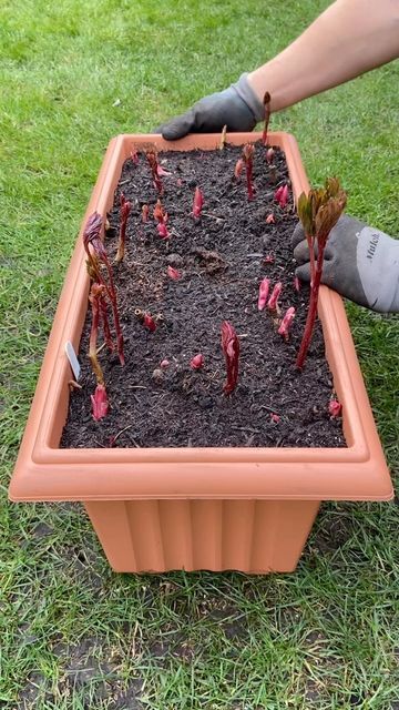 Tom Strowlger on Instagram: "Bare root Peonies update 🌸 These small Peony bare roots were planted about a month ago and already the eyes are opening. The Peony growth is satisfying to watch. These are small bare roots and I’m nurturing them before planting out into a bed. I love growing Peonies, it’s a favourite growing hobby inside my gardening hobby 😁 The Peony 🌸 #peony #peonyseason #peonyflower #peonylove #peonylover #peonyaddict #peonies #peoniesbouquet #peoniesaremyfavorite #peonieseas Gardening Hobby, Peonies Season, Planting Peonies, Peony Root, Wood Lake, Growing Peonies, Peonies Bouquet, Peony Flower, A Month