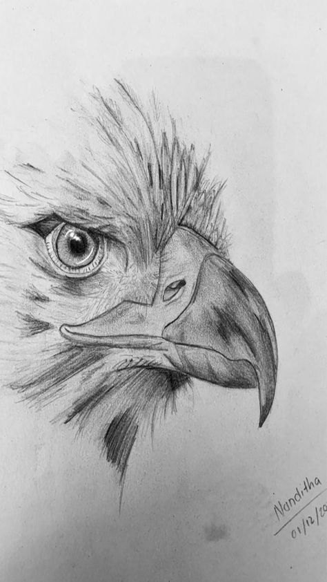 Eagle Pencil Drawing, Eagle Sketch, Drawings With Meaning, Canvas Art Painting Abstract, Batman Drawing, Eagle Drawing, Pyrography Patterns, Pencil Drawings Of Animals, Sky Art Painting