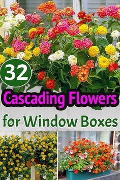 Planter Box Ideas Flowers Plants, Window Boxes Ideas For Sun, Morning Sun Window Boxes, Full Sun Window Boxes Flowers, Flowers In Planter Boxes, Small Window Box Flowers, Deck Planter Boxes Flowers, Flowerbox Ideas Plants, Flower Window Boxes Ideas