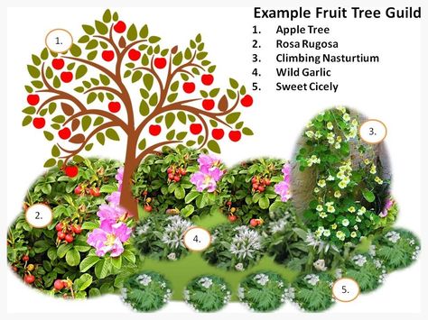 Fruit Tree Guild, Tree Guild, Food Forest Garden, Perennial Vegetables, Permaculture Design, Permaculture Gardening, Edible Landscaping, Food Forest, Forest Garden