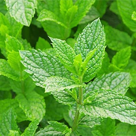 Mint is a wonderful plant to grow yourself. This hardy plant is one of the most popular herbs for culinary use. Mint makes a useful, low maintenance addition to herb gardens, or grow coriander indoors on a bright kitchen windowsill or any well lit spot. Fresh mint at your fingertips all winter long! Premium quality, beautiful plants. Supplied as advanced plants in 9cm pots, with 2 x full plants in each pack. Daun Mint, Home Remedy For Headache, Growing Mint, Herb Plants, Natural Headache Remedies, Mint Plants, Aromatic Plant, Pepper Plants, Peppermint Leaves