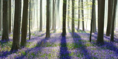 Bluebell Woods, Blues Dance, Manor Garden, Blue Bell Flowers, By Kilian, Fall Canvas, Spring Forest, Blue Forest, Aspen Trees