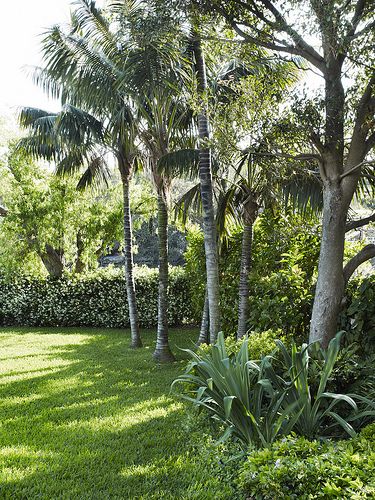 Kentia palms give a nice tropical feel. Pinned by Janna Schreier Boundary Planting, Hutchinson House, Kentia Palm, Tropical Garden Design, Backyard Plants, Tropical Landscape, Dream Beach Houses, Low Maintenance Garden, Mediterranean Garden