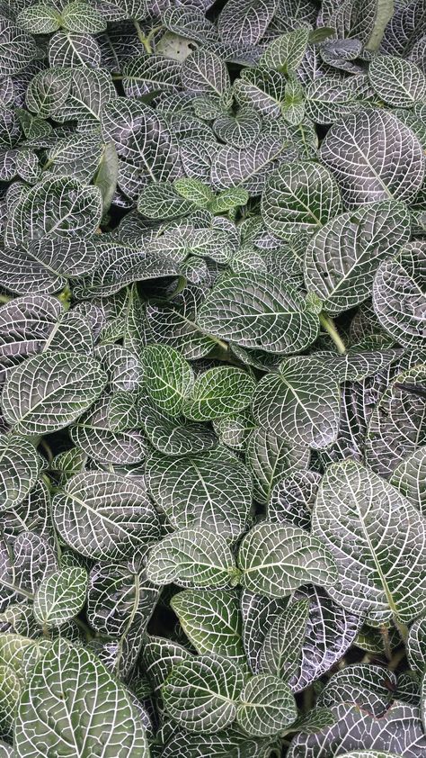 Fittonia albivenis Acanthaceae Argyroneura Group Fittonia Albivenis, Year 2, Plants