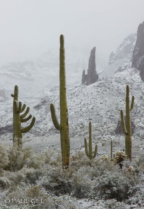 Desert Snow, Lost Dutchman State Park, Cold Desert, Desert Arizona, Sonora Desert, Superstition Mountains, Living In Arizona, Desert Dream, State Of Arizona