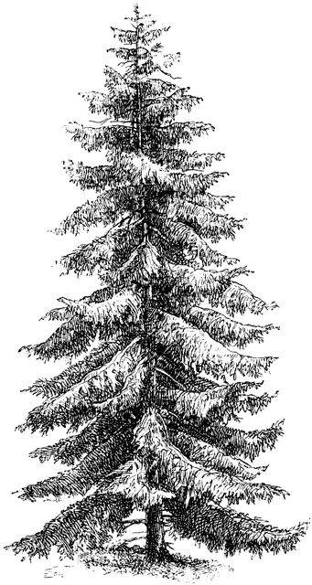 Picea Excelsa | ClipArt ETC Norway Spruce Tree, Pine Tree Drawing, Pine Tree Art, Norway Spruce, Tree Drawings Pencil, Tree Sketches, Pen Art Drawings, Engraving Illustration, Spruce Tree