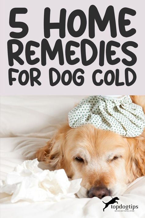 54 Home Remedies for Dog Cold Cough Medicine For Dogs, Sick Dog Remedies, Cold Sick, Dog Coughing, Dog Cold, Cold Relief, Dog Remedies, Sick Remedies, Cold Medicine