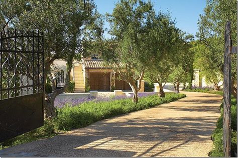 lavender and olive trees gorgeous landscape; La Bastide - located in Irvine, CA in Shady Canyon; builder is Robert Ferguson; designer is Carolyne Ferguson; photo by  Toby Pannay; listing by Surterre Properties http://www.surterreproperties.com/idx/listings/U11003365/details.html Spanish Farmhouse, Wall Tree, Stone Stairs, Front Courtyard, Outdoor Stone, Stucco Walls, Property Design, Modern Backyard, French Beauty