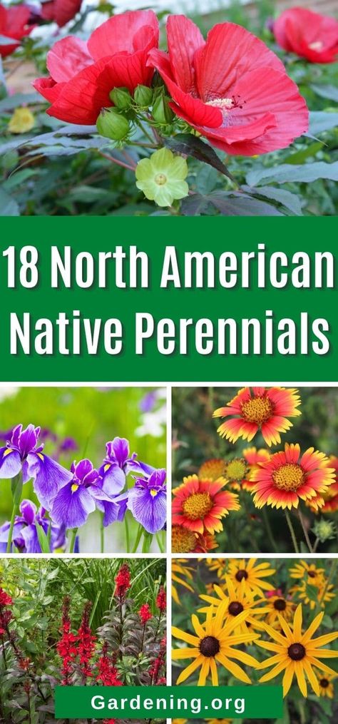 North American Native Plants, Blue Flag Iris, Pollinating Flowers, Hardy Hibiscus, Cardinal Flower, Native Plant Gardening, American Landscape, Best Perennials, Native Flowers