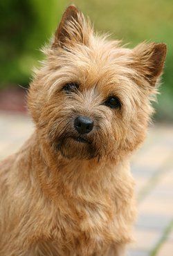 Cairn Terrier Puppies, Dog Breeds That Dont Shed, Hypoallergenic Dog Breed, Cairn Terriers, Norwich Terrier, Dogs Breeds, Terrier Breeds, About Dogs, Terrier Puppies