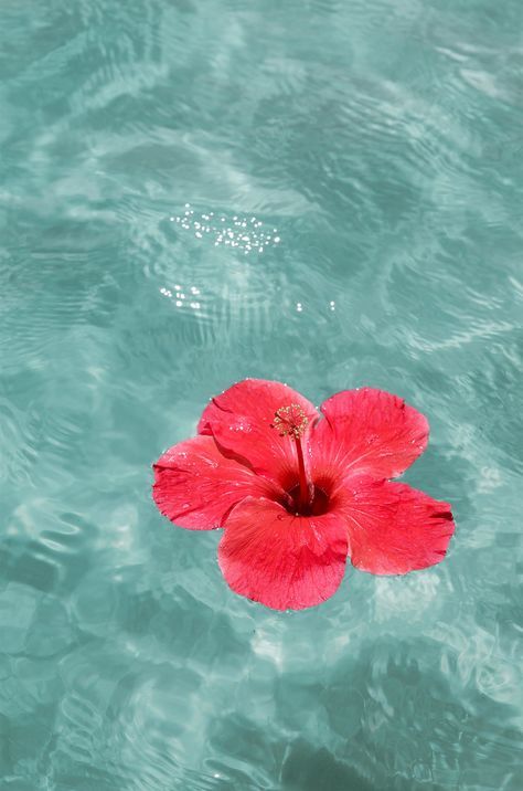 #summer #ocean #flower #water #summervibes Beach Pink Aesthetic, Crazy Birthday Cakes, Paradise Aesthetic, Coastal Flowers, Summer Prints Wallpaper, Australian Nature, Australian Summer, Beach Canvas Wall Art, Beach Flowers