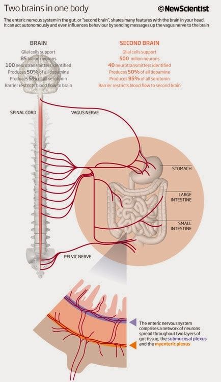 Another update on our daughter | Cuckoo4Design Enteric Nervous System, Second Brain, Brain Connections, Gut Brain, Vagus Nerve, Leaky Gut, E Mc2, Central Nervous System, Anatomy And Physiology