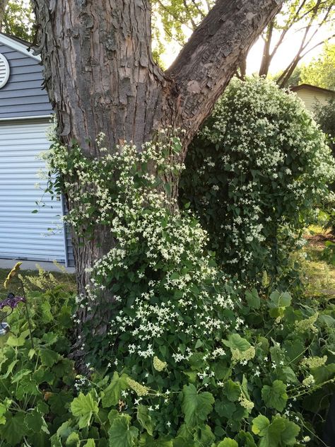 Sweet Autumn Clematis and other Fall Flowering Sweet Autumn Clematis, Hills Landscape, Autumn Clematis, Snow In Summer, Landscape Plan, Chain Link Fence, Maple Tree, Patio Ideas, Fall Flowers