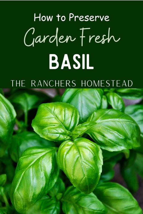 The best way for preserving garden fresh basil - The Ranchers Homestead Preserving Basil, Fresh Basil Recipes, What Is Gluten Free, Pesto Recipes, Dried Basil Leaves, What Is Gluten, Basil Pesto Recipes, Nourishing Traditions, Basil Plant