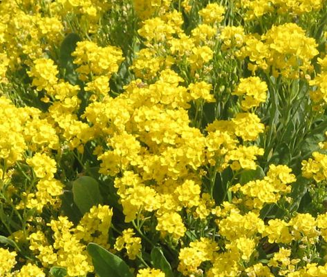 ...  called Yellow Alyssum and Gold Alyssum this compact ground cover is easy to grow from Alyssum seeds. Description from seedempire.com. I searched for this on bing.com/images Yellow Alyssum, Yellow Perennials, Shade Shrubs, Perennial Flower, Flower Pots Outdoor, Shade Perennials, Yellow Sun, Perennial Garden, Shade Plants