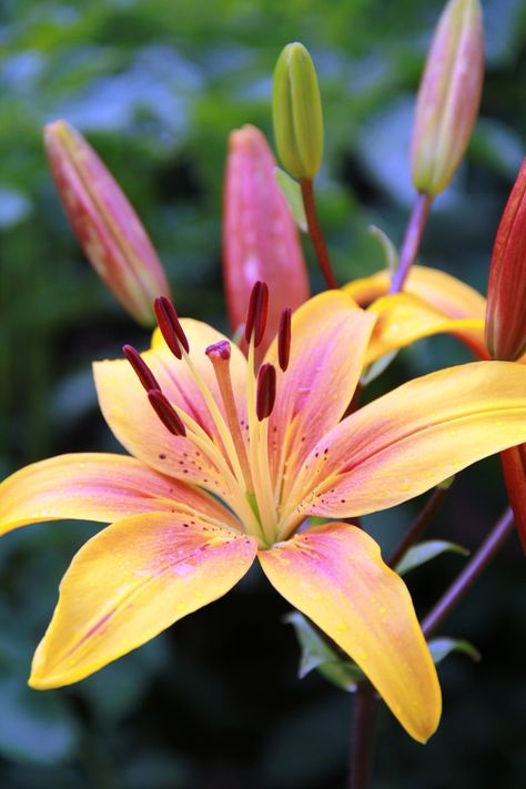 lily Tree Lily, Lily Care, Beautiful Butterflies Art, Aesthetic Roses, Garden Help, Most Beautiful Gardens, Jaune Orange, Flower Landscape, Garden Pictures