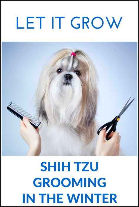 Shih Tzu Grooming Shih Tzu Winter Haircuts, Shih Tzu Haircuts Grooming, Shih Tzu Grooming Styles, Shih Tzu Long Hair, Shih Tzu Hair Styles, Dog Grooming Shih Tzu, Shih Tzu Haircuts, Grooming Ideas, Winter Hair Care