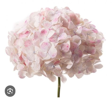 Light Pink Hydrangea, Blush Hydrangea, Wedding Flowers Gypsophila, Pink Homescreen, September Wedding Flowers, Lamps Diy, Inexpensive Wedding Flowers, Hydrangea Pink, Daisy Wedding Flowers