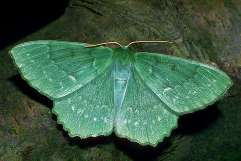 Large Emerald

The biggest and most handsome of the UK’s green moths, whose smaller members include the spiny bollworm, a very rare immigrant recorded at Buckingham Palace in 1964, after a state visit from Tanzania Emerald Moth, Moth Caterpillar, Hawk Moth, Beautiful Bugs, Arthropods, Creepy Crawlies, Green Butterfly, Arachnids, Bugs And Insects