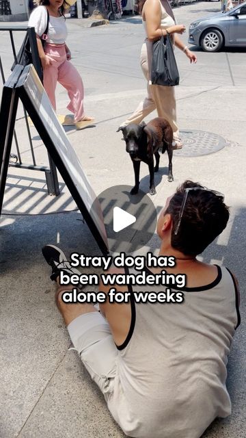 The Dodo on Instagram: "Is fate real? This story will convince you it is ❤️

Our producer @brielleandaura_thedodo was in Mexico when her friend rescued a street dog — and what happened next is truly meant to be!

We are celebrating Pride Month by spotlighting some of our favorite LGBTQ+ pet parents, their pets and rescue work.

Keep up with @andyson7 and @joey.tuccio" Dog Rescue Stories, Animal Rescue Stories, Street Dogs, Rescue Dogs, Pride Month, Pet Parent, What Happened, Animal Rescue, Meant To Be