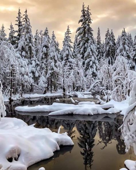 Distractions - Juneau, Alaska Photo - Anthony Larsen Alaska Photos, Temperate Rainforest, United State, Ulsan, Winter Scenery, Winter Beauty, Snow Scenes, Winter Wonder, Beautiful Scenery Nature