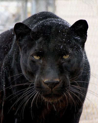 Jamma the black panther | VisitCOS | Flickr Black Panther Cat, تويوتا لاند كروزر, Panther Cat, Disney Animal Kingdom, Jaguar Animal, Gato Grande, Black Jaguar, Black Panthers, Black Animals