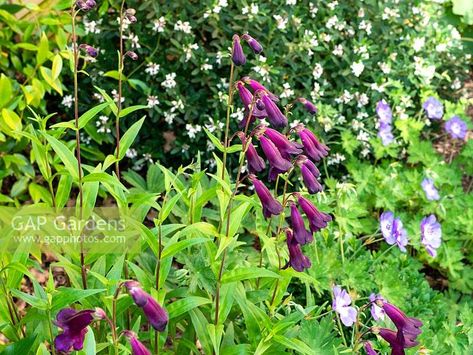 Penstemon 'Raven' - Beard Tongue - June Penstemon Raven, Aerial Plants, Planting Ideas, Border Plants, Plant Photography, Beach Road, Back Garden, Front Garden, Planting