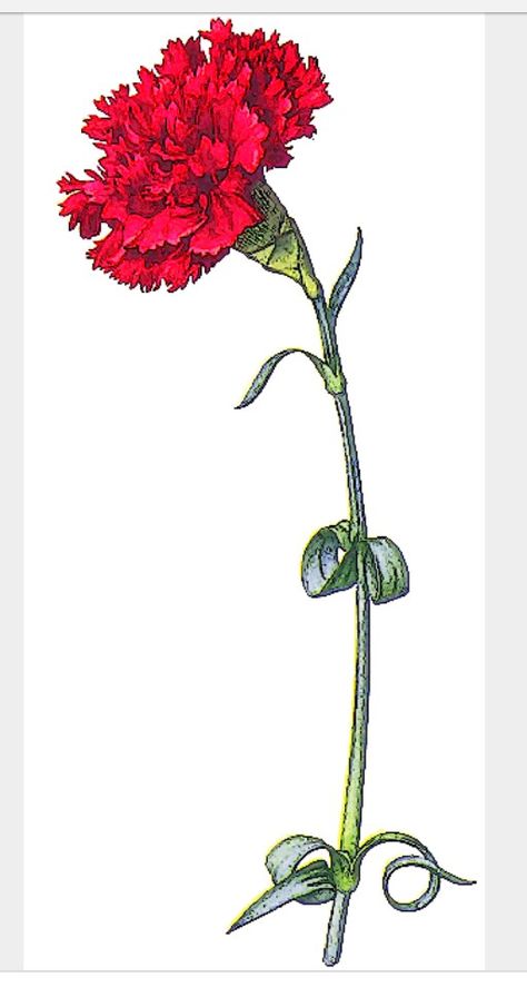 Carnation - January birth month flower Carnation Drawing, Carnation Tattoo, Red Carnation, Tall Flowers, Carnation Flower, Greek Sorority, Alpha Chi, Time Tattoos, Month Flowers