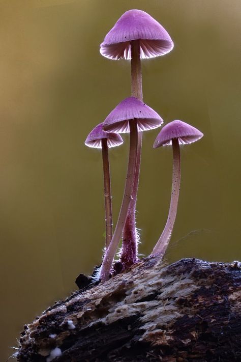 Mushroom Reference Photos For Artists, Mushroom Photos Nature, Mushroom Reference Photo, Flower Reference Photos For Artists, Champignon Aesthetic, Mushrooms Photos, Mushrooms In Nature, Mushrooms Real, Spooky Mushrooms