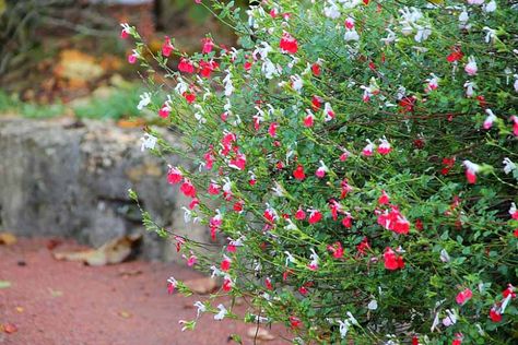 Salvia 'Hot Lips' (Sage) - attracts hummingbirds Hot Lips Plant, Perovskia Blue Spire, Rose Companion Plants, Salvia Greggii, Meadow Sage, Net Storage, Sage Plant, Red And White Flowers, Hummingbird Garden