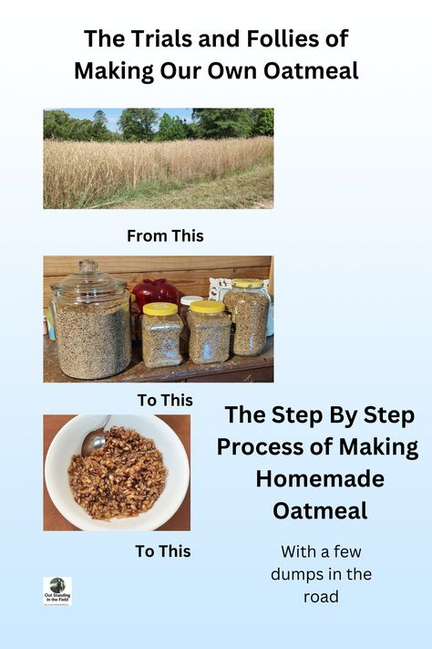 Watch us grow oats, h arvest oats, make groats, and make homemade oatmeal, with all the hitches, snags, and What?, that went with it. Growing Oats For Oatmeal, Grow Oats, Homemade Oatmeal Packets Healthy, Growing Oats, How To Store Oatmeal Long Term, Growing Oatmeal, Make Your Own Instant Oatmeal, Homestead Projects, Oat Straw