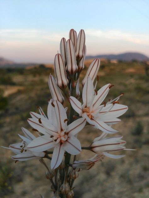 Asphodel Tattoo, Asphodel Flower Tattoo, Nature's Bounty, 8th Grade, Tattoo Inspo, Reference Photos, Art Reference Photos, I Tattoo, Scarlet