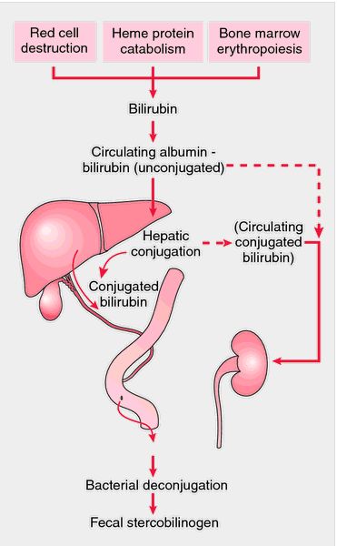 Bilirubin Levels, Medical Dictionary, Medical Laboratory, Medical Terms, Body Organs, Nursing Notes, Medical Practice, Medical Education, Medical Science