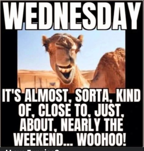 Happy Hump Day! Happy Hump Day Humor, Happy Humpday Funny, Hump Day Humor, Peace Scripture, Good Morning Beautiful Quotes, Happy Hump Day, Morning Beautiful, April 3, Morning Greetings