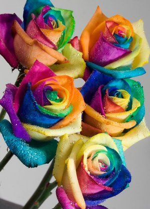 "Happy Roses", also known as Rainbow Roses, are the most expensive roses in the world.  These are specially treated cream roses that are dyed to brilliant perfection.  They make me happy just looking at them! Bad Valentines, Tie Dye Roses, Rose Belle, Belle Rose, Rainbow Roses, Colorful Roses, Most Beautiful Flowers, Rainbow Flowers, Flower Seeds