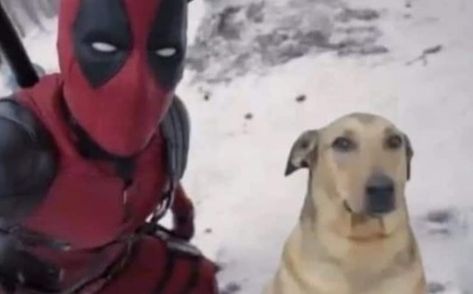 Deadpool Mask, Deadpool Funny, Dog Meme, Metal Gear Rising, Deadpool Wolverine, Silly Dogs, Cartoon Crossovers, Funny Reaction Pictures, Marvel Memes