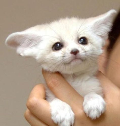 Sky Fox, Fennec Fox, Pet Fox, Ferret, Otters, Reaction Pictures, Farm Animals, Cute Animals, Fox