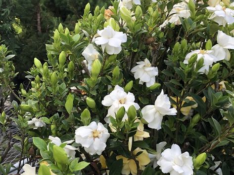 Gardenias are best pruned after a full set of blooms, but may be trimmed just about any time, other than late fall or when buds are starting to form. This fragrant shrub deadheads itself by dropping dead flowers, but you can deadhead old blooms by pinching them off or with clean pruning shears.