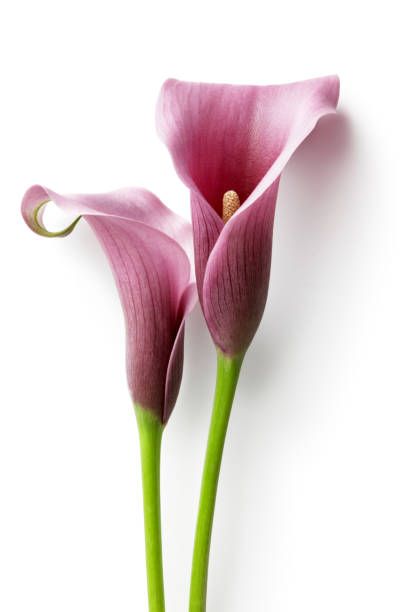 Calla Lily Colors, Lilies Drawing, Flowers In The Attic, Calla Lily Flowers, Birth Flower Tattoos, Lily Plants, Seasonal Flowers, Lily Flower, Birth Flowers