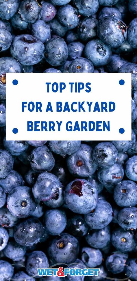 Berries Garden Layout, Berry Patch Layout, Berry Garden Layout, Planting Berries, Garden Berries, Everbearing Strawberries, Blueberry Gardening, Blueberries And Raspberries, Tree Grove