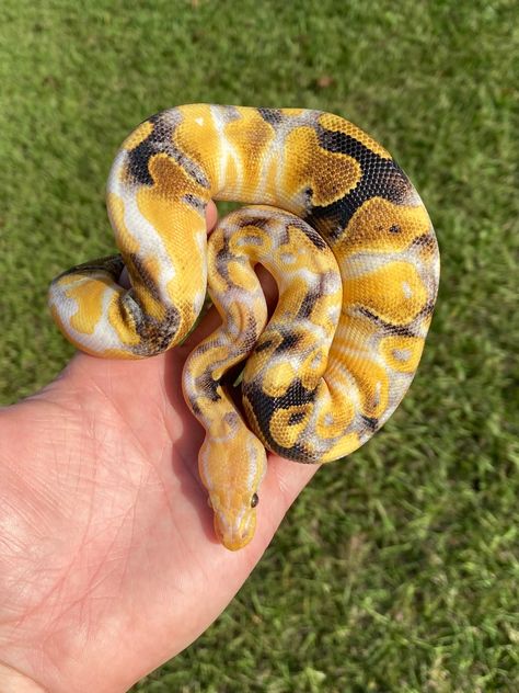 Paradox Ball Python, Snake Ball Python, Snakes Pet, Baby Reptile, Dream Snake, Pet Aesthetic, Cool Snakes, Pretty Snakes, Reptile Room