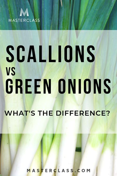 Scallions vs. Green Onions: What’s the Difference? Everything you need to know about scallions, plus the difference between scallions, shallots, spring onions, chives, leeks - and more.  |  Masterclass.com  |  #masterclass #cookingtips Scallions Vs Green Onions, Recipes With Scallions, How To Carmalize Onions, Scallions Recipes, Allium Schoenoprasum, Chinese Chives, Onion Bulbs, Popular Side Dishes, Korean Barbecue