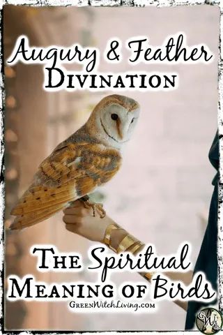 Augury & Feather Divination: The Spiritual Meaning of Birds, Green Witch Living Augury Witch, Jay Feather, Earth Quotes, Parrot Feather, Counting Crows, Green Witchcraft, Fear Of The Unknown, African Grey Parrot, Color Meanings