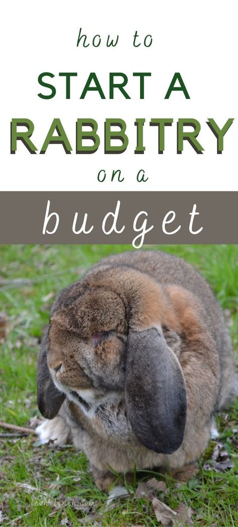 Rabbitry Setup Ideas Shed, Rabbit Breeding Setup, Rabbitry Setup Ideas, Homestead Beginner, Kentucky Homestead, Outdoor Rabbit Enclosure, Rabbitry Ideas, Farm Rabbits, Rabbit Setup