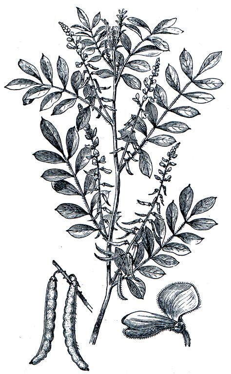 Madder Indigofera Tinctoria, Indigo Plant, Plant Tattoo, Vintage Indigo, Lotus Flower Tattoo, Botany, Image Types, Royalty Free Images, Block Print