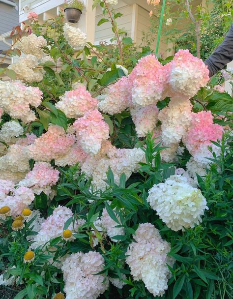 Hydrangea Strawberry Vanilla, Vanilla Strawberry Hydrangea, Strawberry Hydrangea, Dream Backyard, Flower Shop, Secret Garden, Hydrangea, Floral Wreath, Vanilla